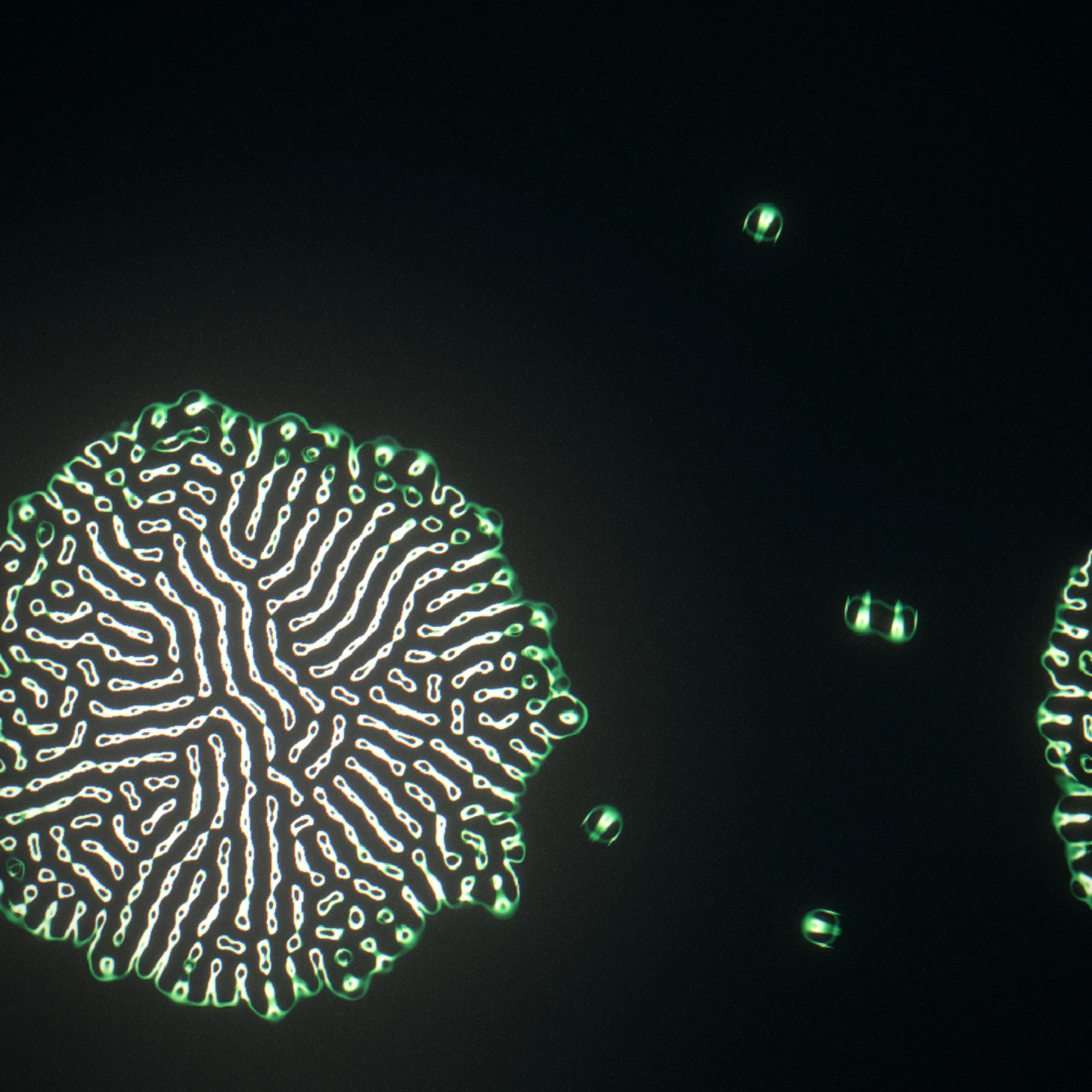 the same instant in epifluorescence — emission follows density, the growth front burns