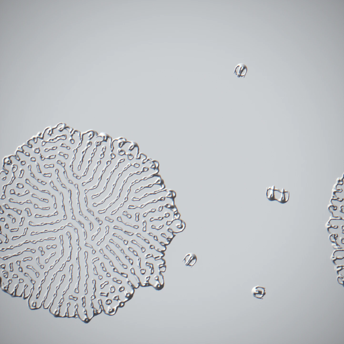 the same instant in differential interference contrast — the field read as relief