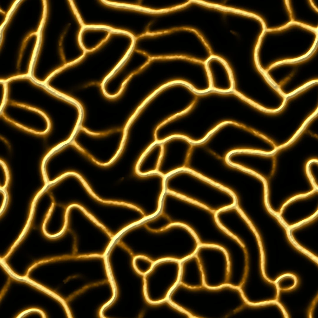 Physarum