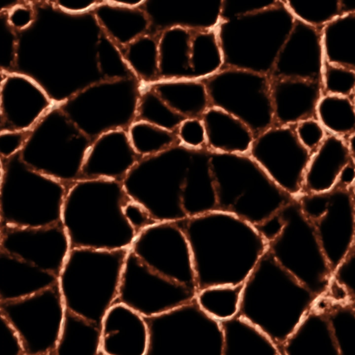 open honeycomb — the network as circulatory system, warm-white vessels on black