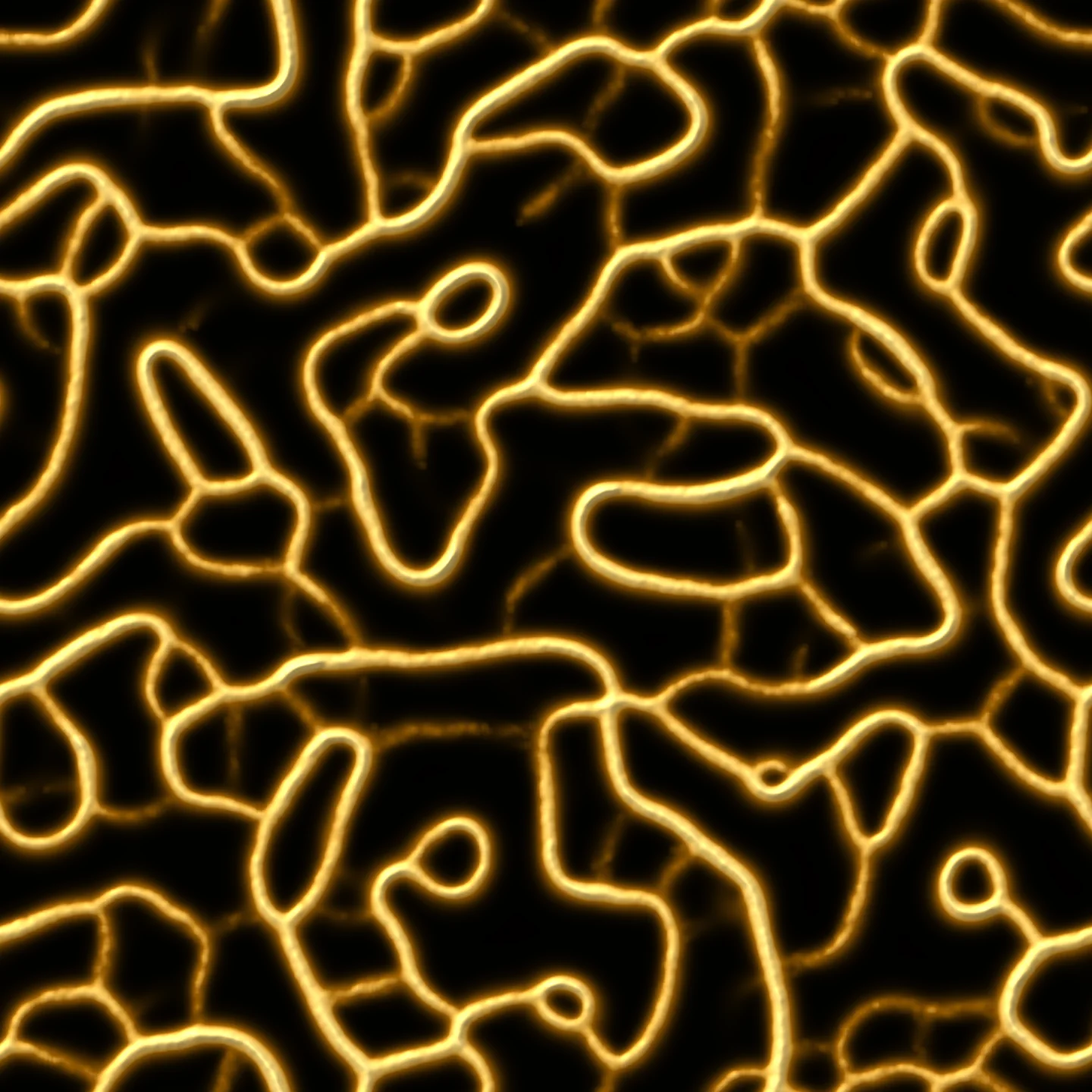 reticular mesh — the hero web of junctions and loops, chrome-yellow on dark agar