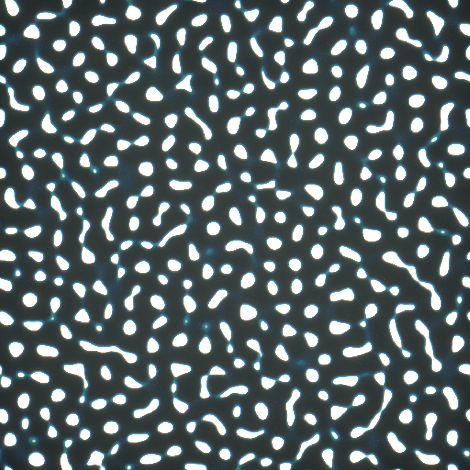 the constellation — a star lattice condensing out of a level sea, each grain a territory